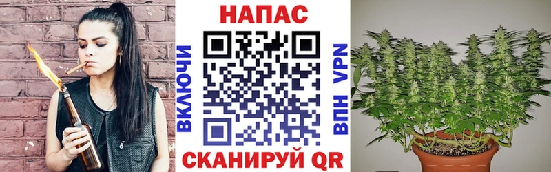где найти Гаджиево Конопля конопля